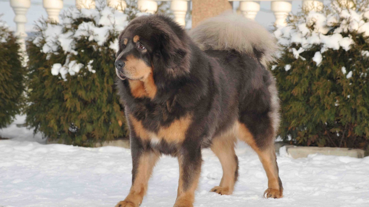 Тибетский мастиф на снегу