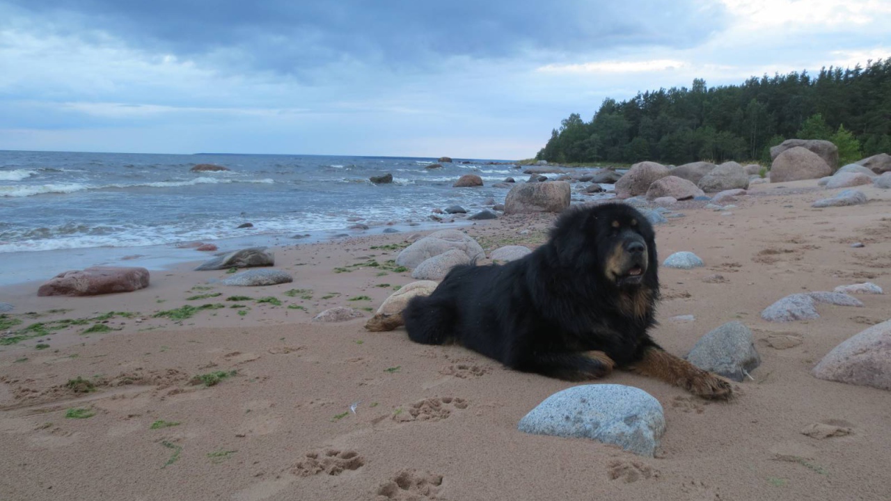 Тибетский мастиф на пляже