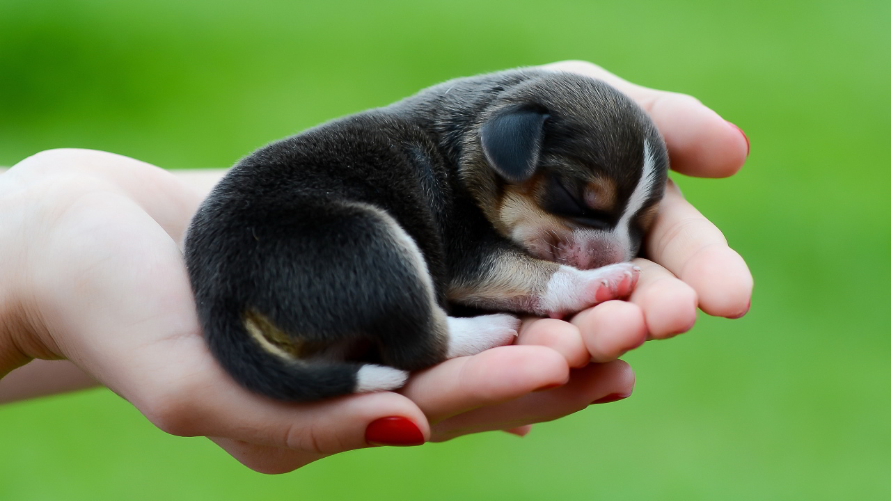 Крохотный щенок породы бигль