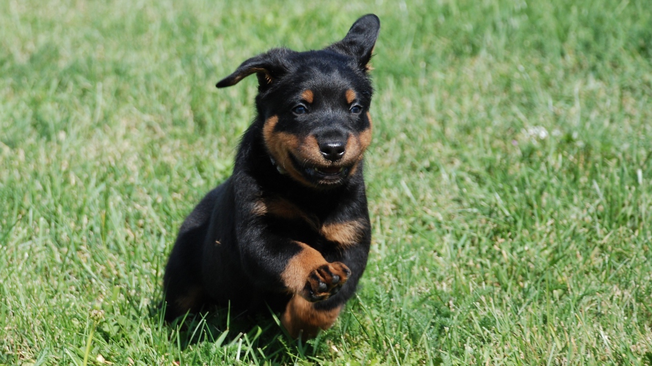 Уставший щенок босерона на траве