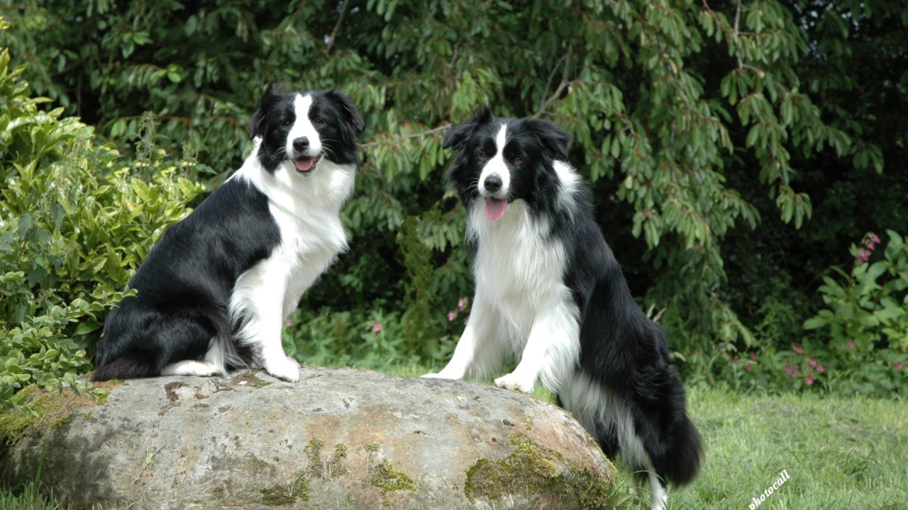 Две бордер-колли на камне