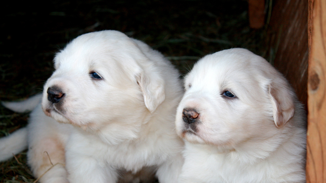 Два щенка большой пиренейской собаки