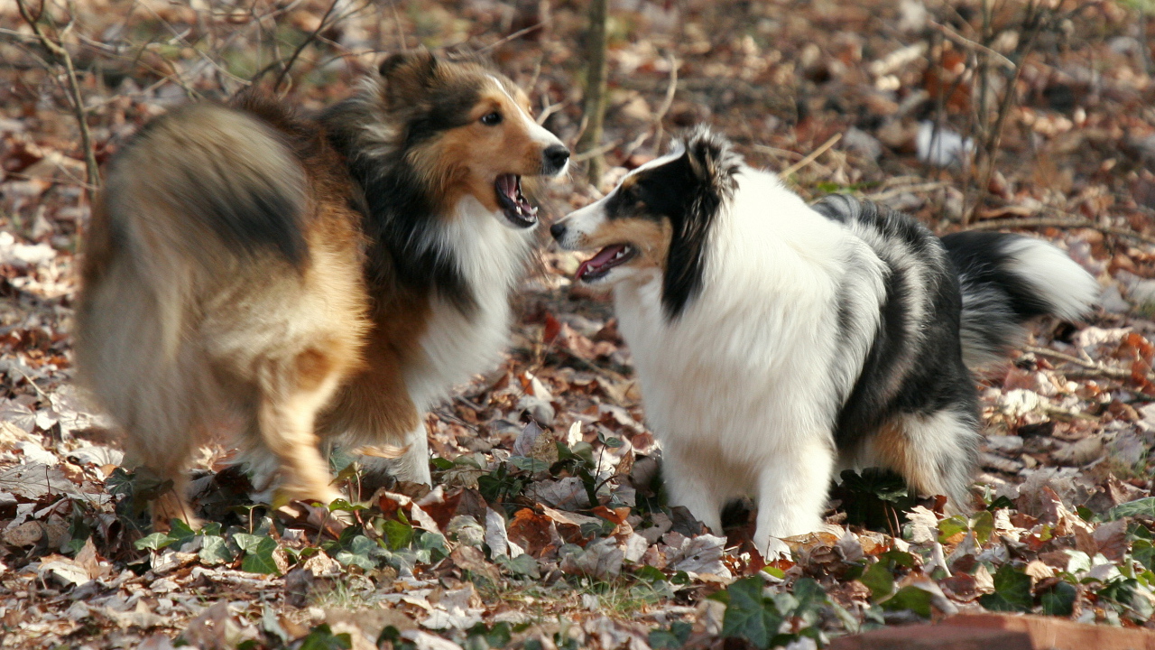 Две собаки породы шелти в лесу