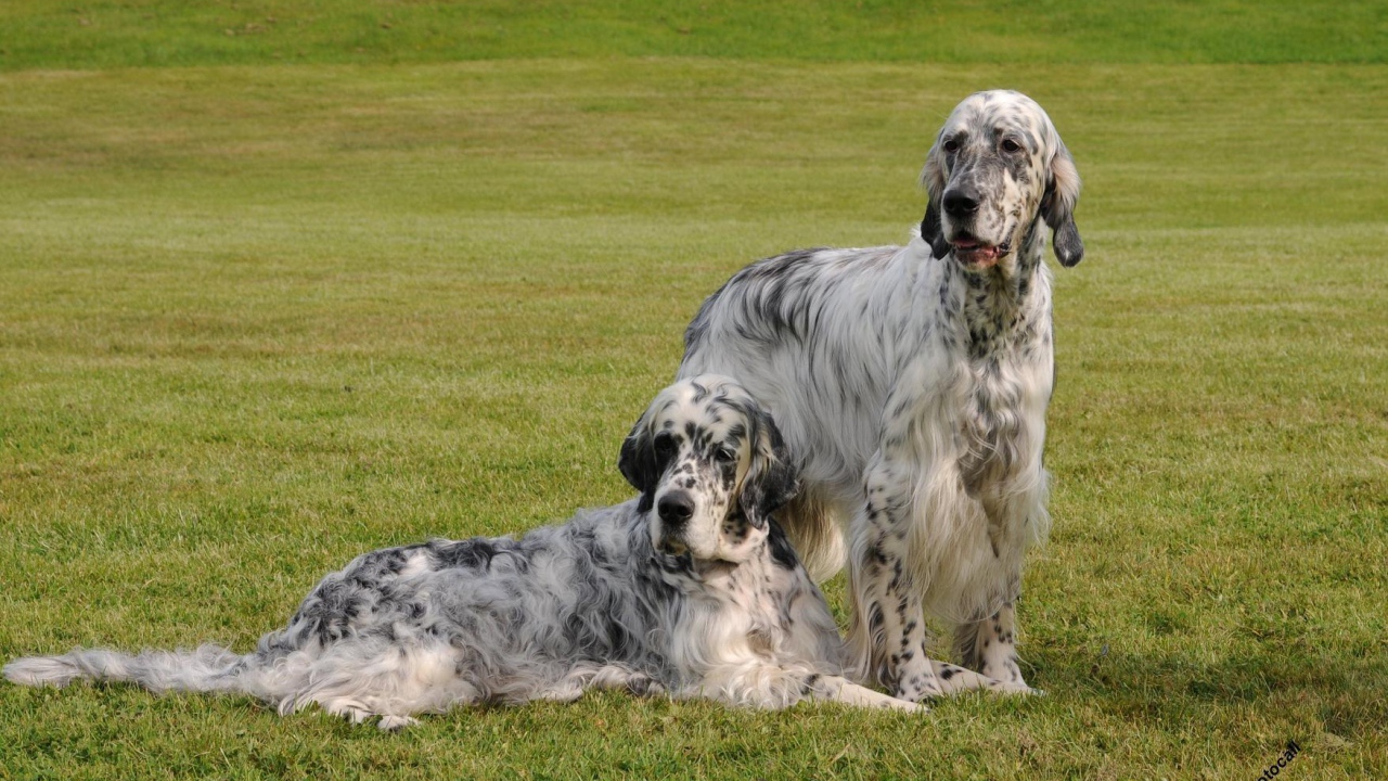 Два взрослых английских сеттера
