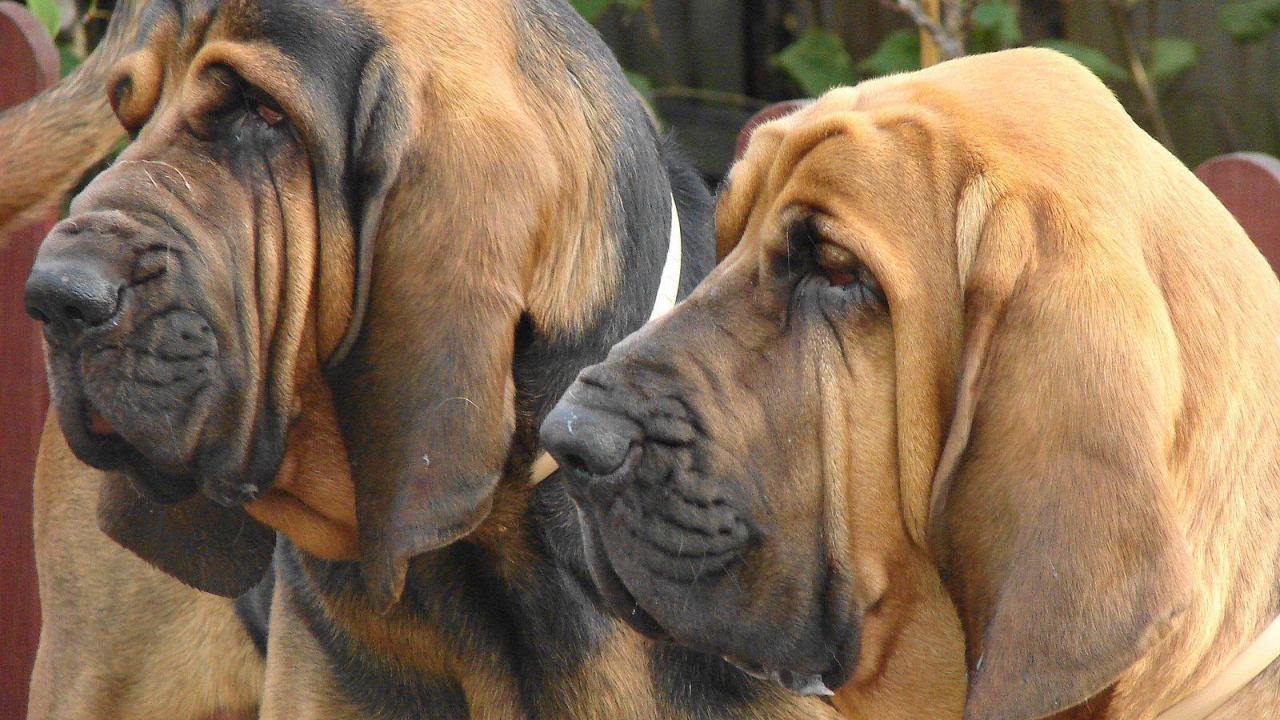 Два взрослых бладхаунда