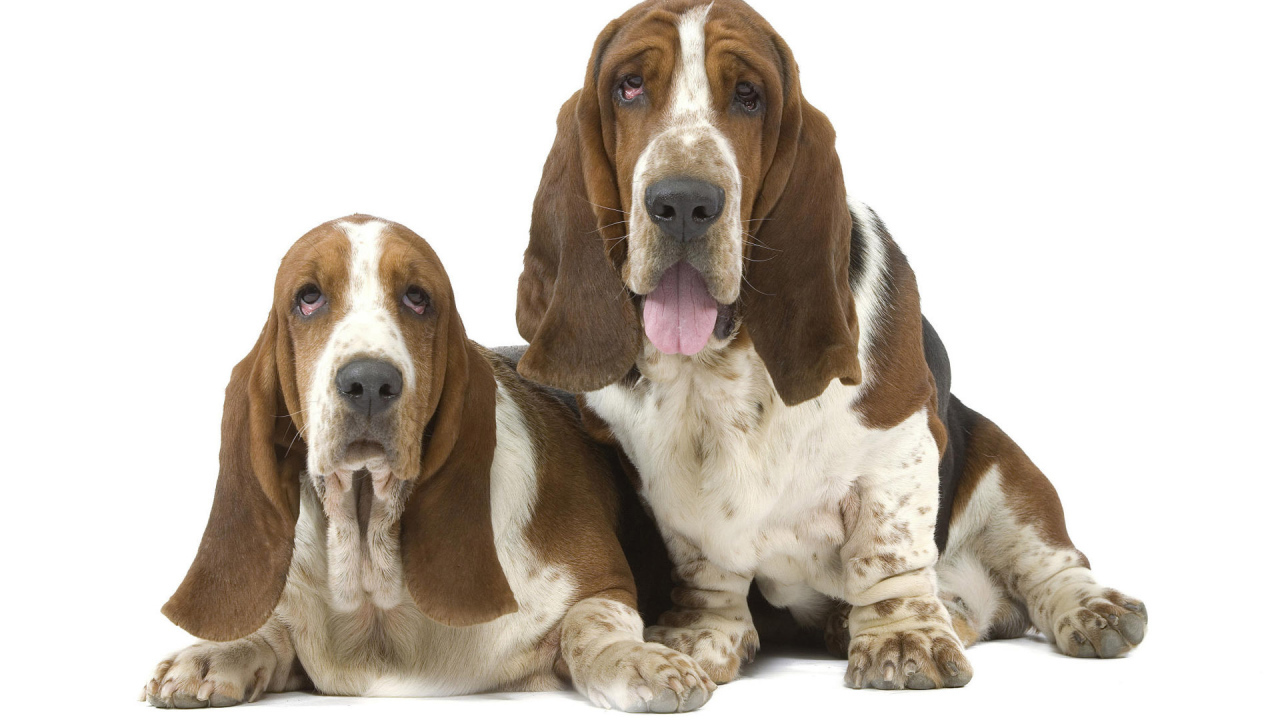 Два бассет-хаунда на белом фоне