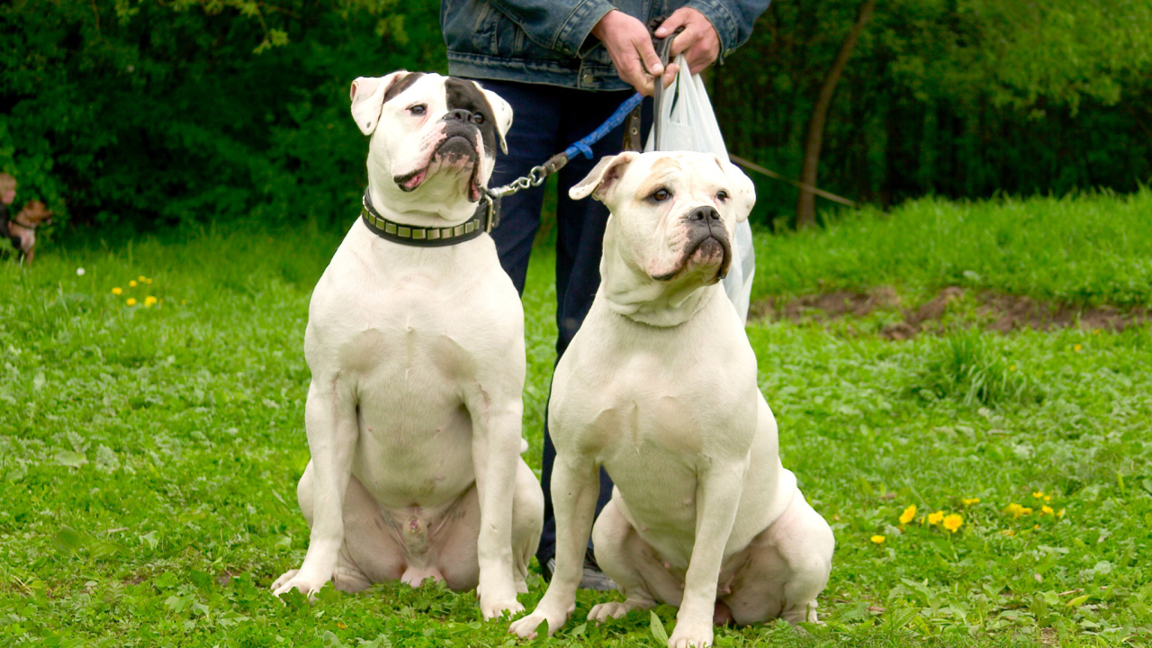 Два красивых американских бульдога