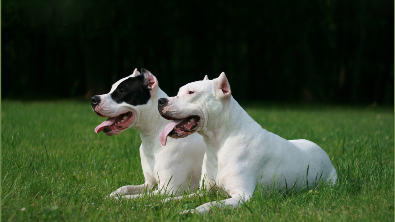 Два красивых аргентинских дога