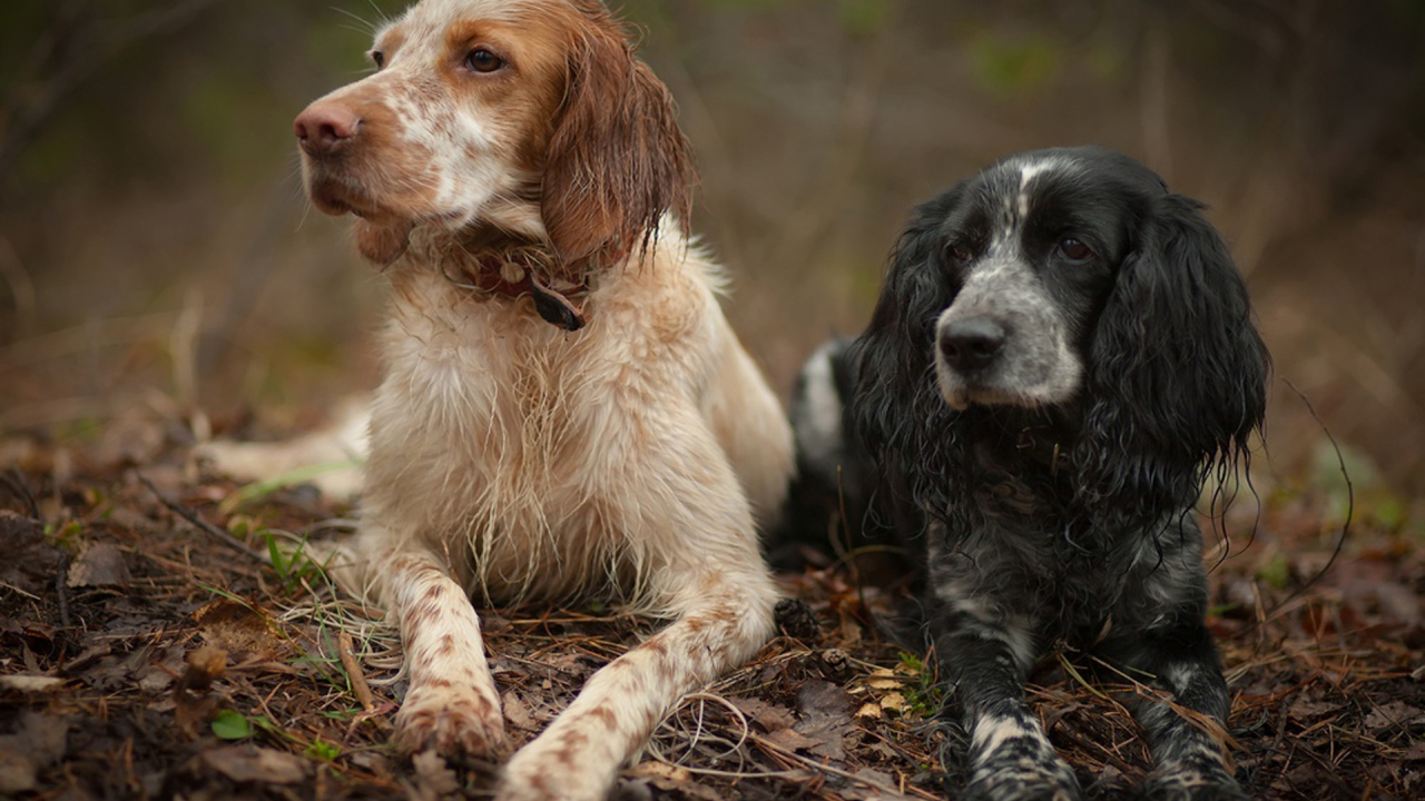 Два красивых английских сеттера