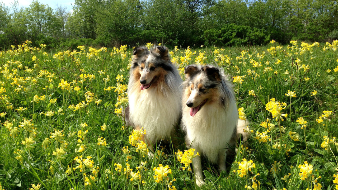 Две красивые собаки породы шелти в цветах