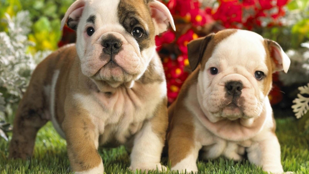 Два милых щенка шарпей