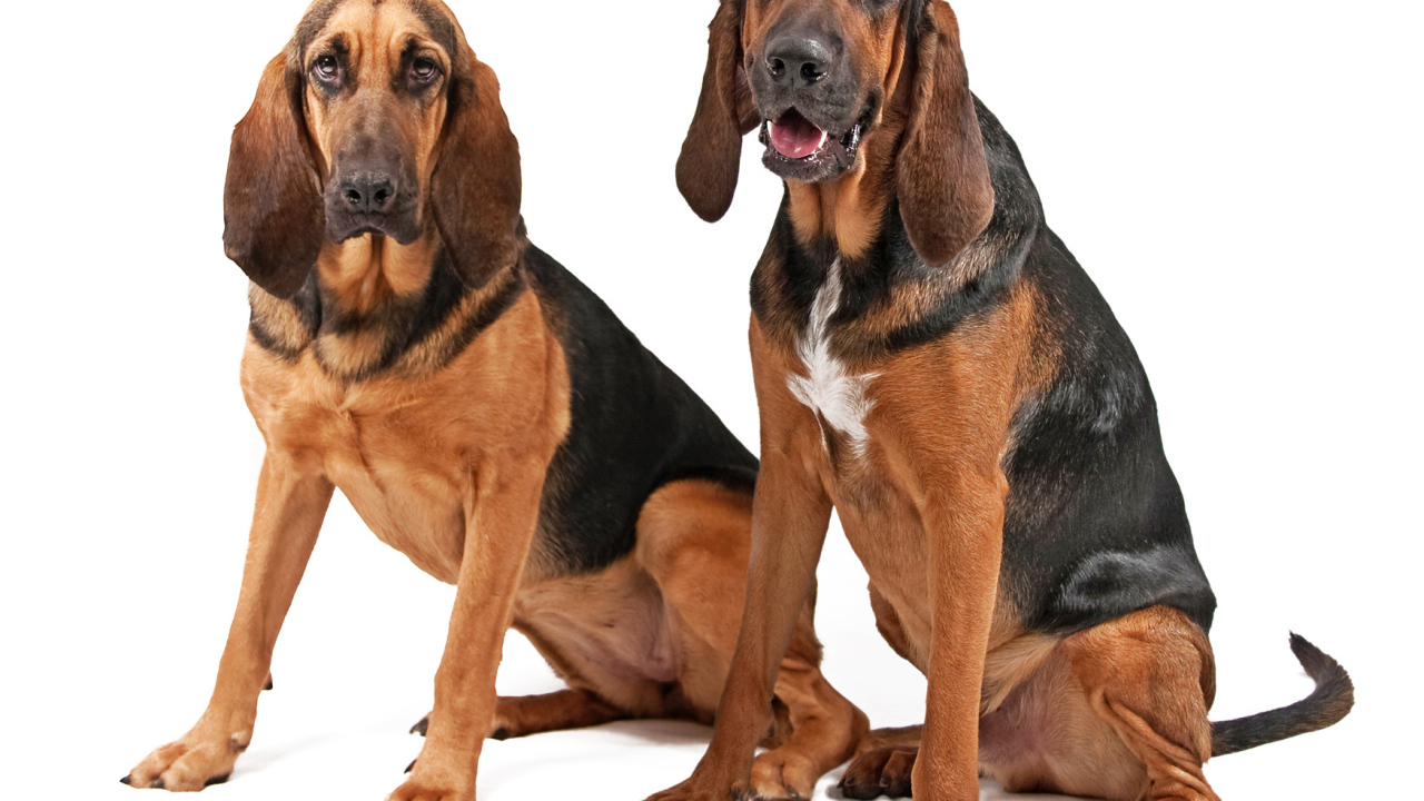 Два бладхаунда сидят на белом фоне
