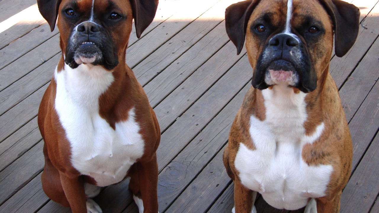 Два боксёра ждут команду