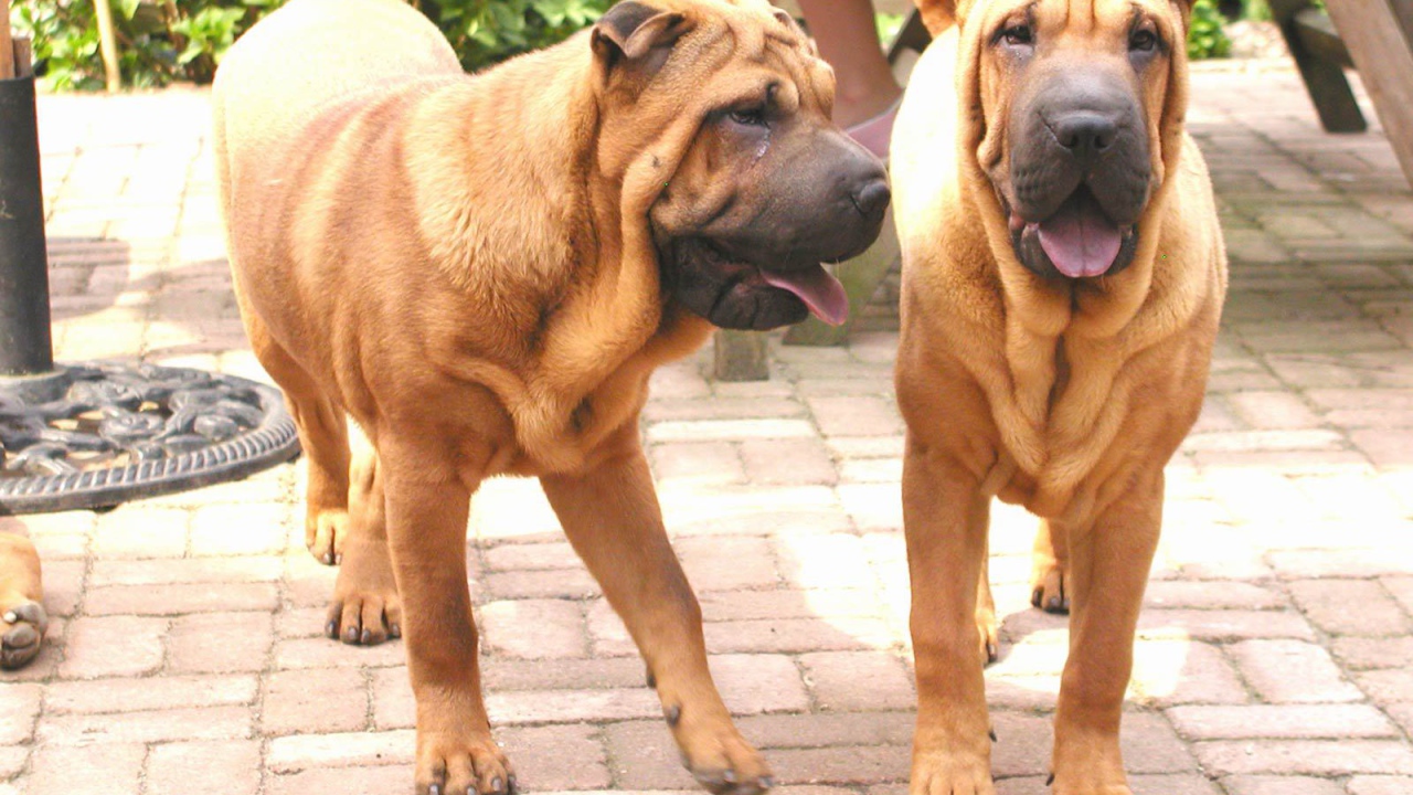 Две собаки шарпей в саду