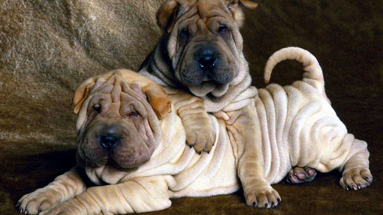 Два маленьких щенка шарпей