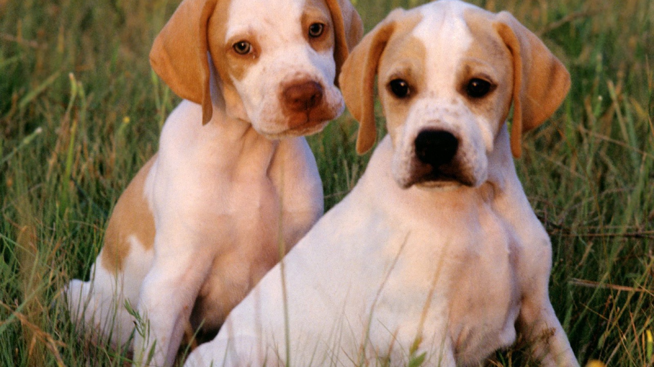 Два щенка Пойнтер сидят на траве