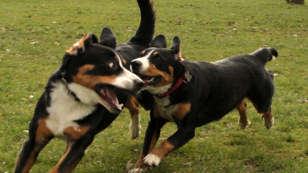 Два щенка большого швейцарского зенненхунда играют