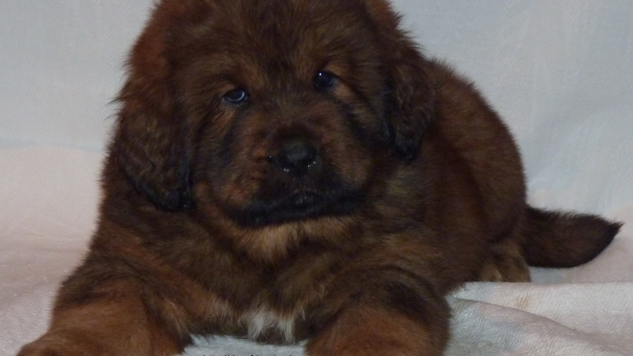 Очень маленький щенок тибетского мастифа