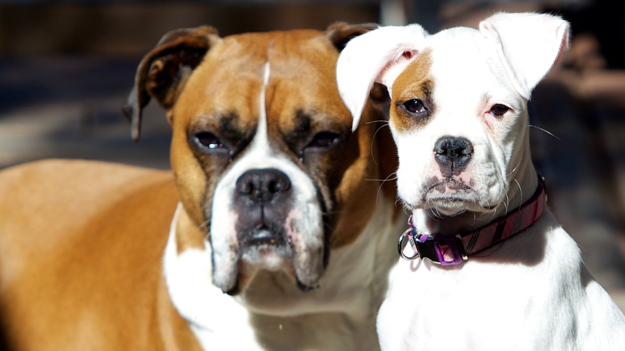 Молодой и взрослый боксеры