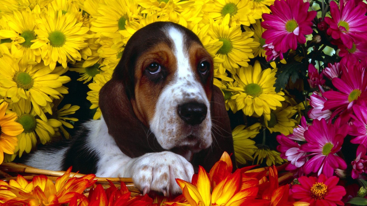 Молодой бассет-хаунд в цветах