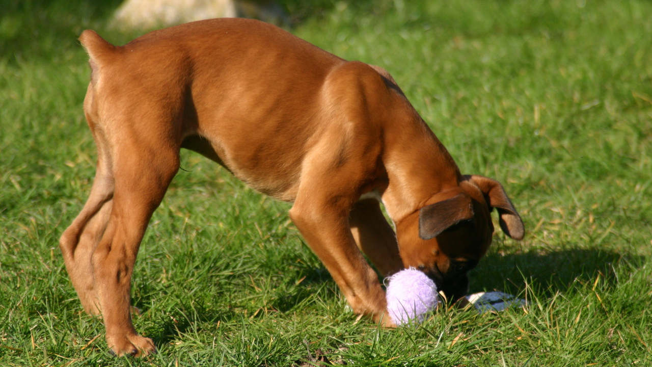 Молодой боксёр грызёт игрушку