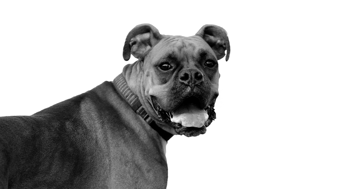 Красивый боксёр, чёрно-белое фото