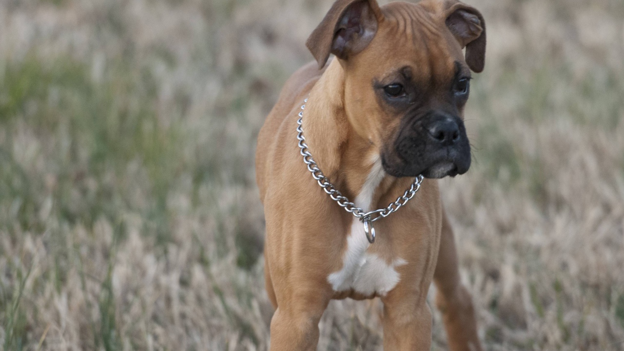 Красивый щенок боксёра кого-то увидел