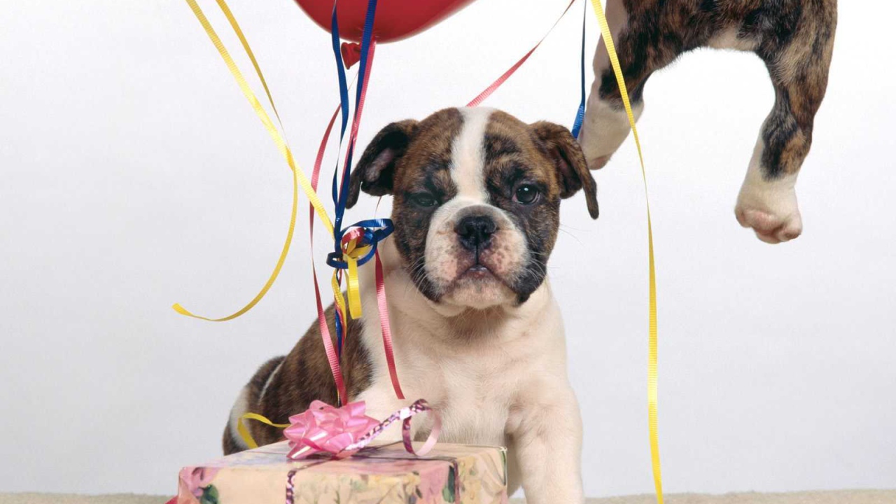 Щенок боксёра и подарочная коробка