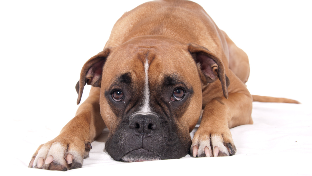 Грустный боксёр на белом полу