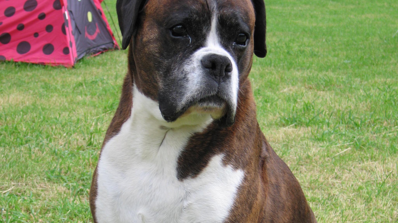 Грустный боксёр на фоне палатки