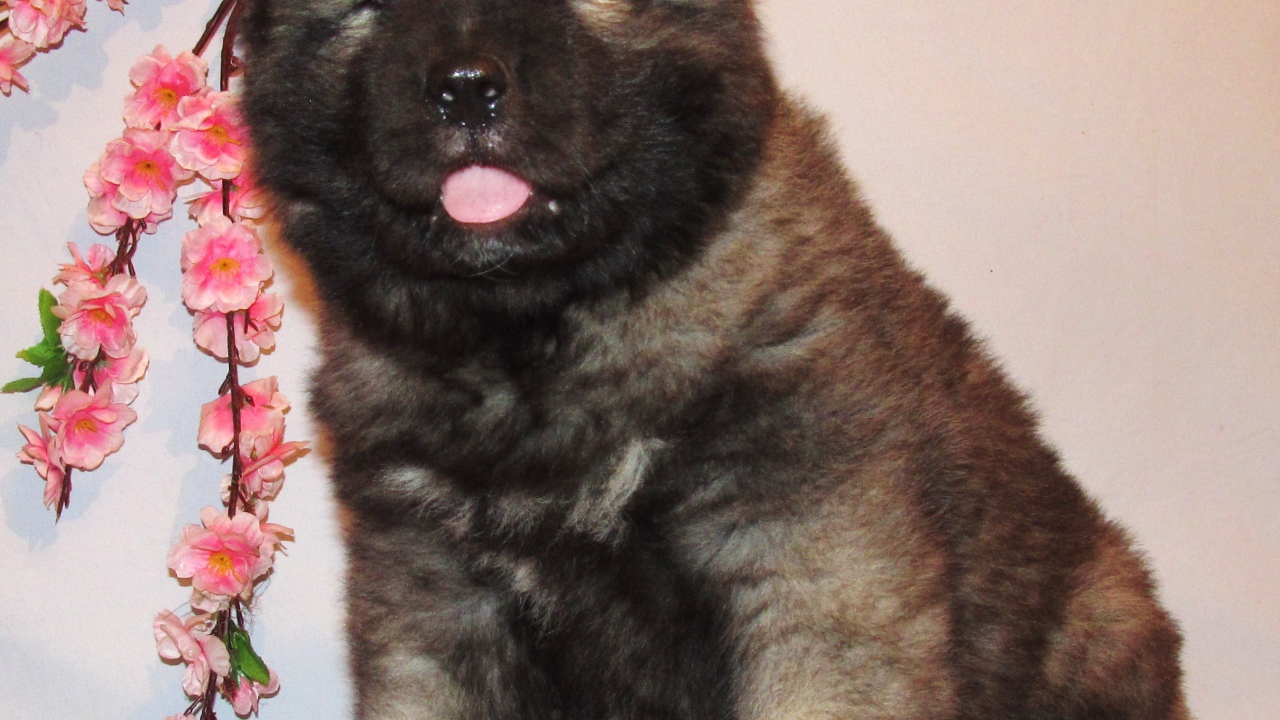 Кавказской овчарки щенок на розовом фоне