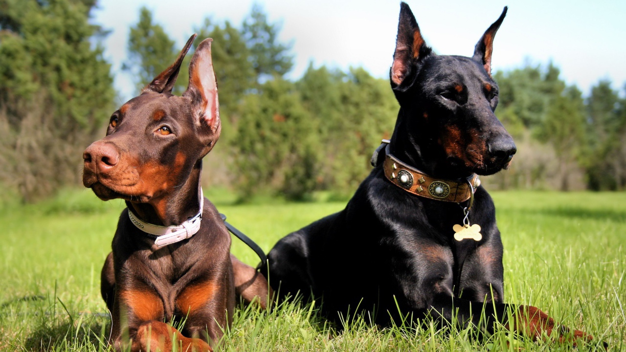 маленький доберман и его мать