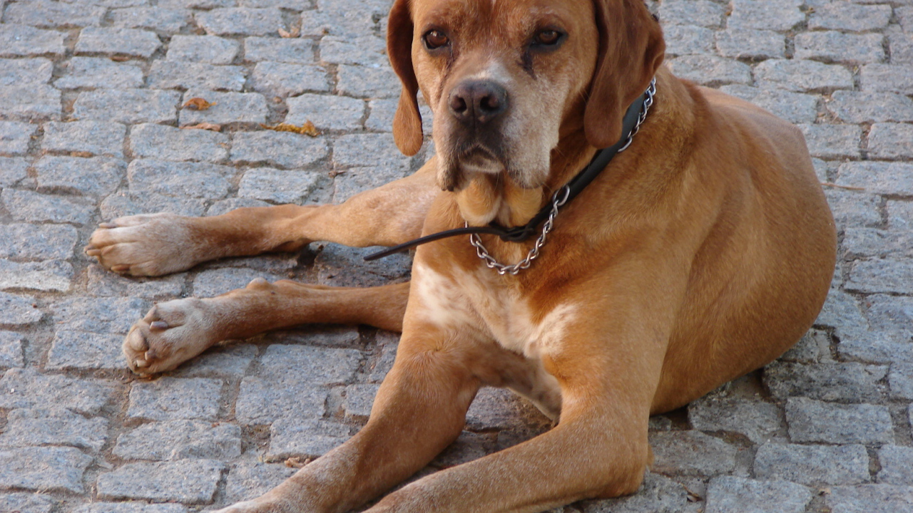 Португальский коричневый Пойнтер