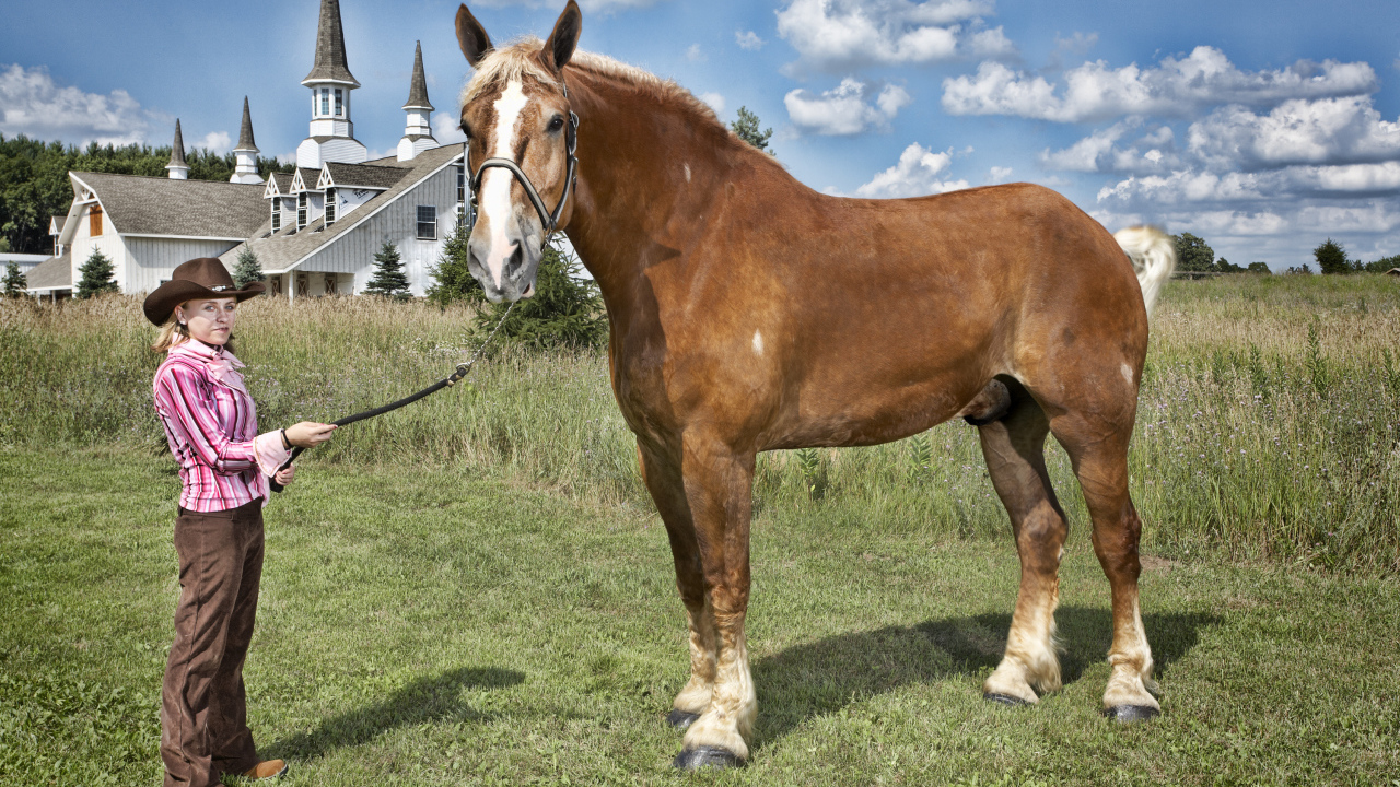 Высокая лошадь