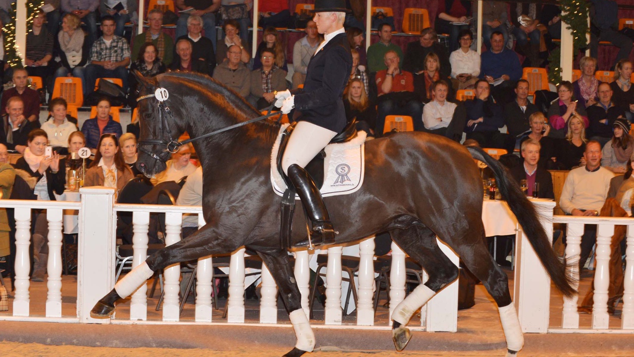 Лошади чемпионы