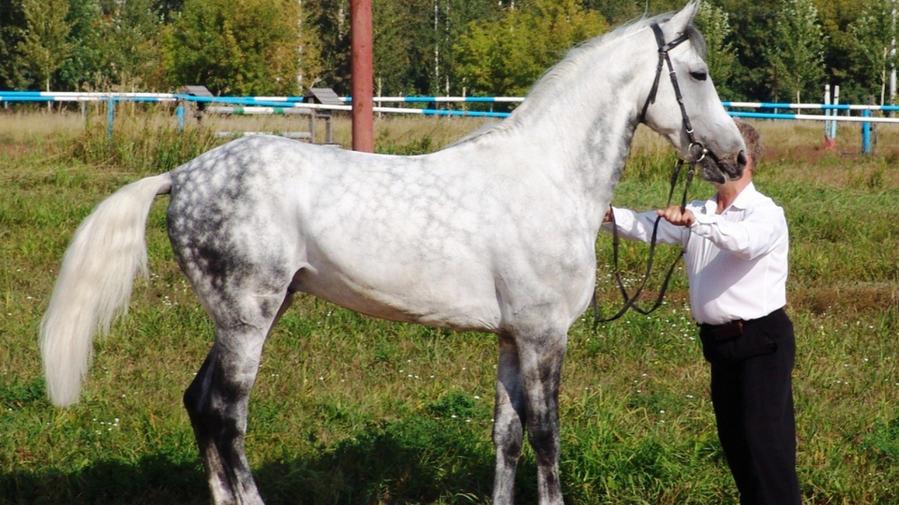 Лошади рысаки