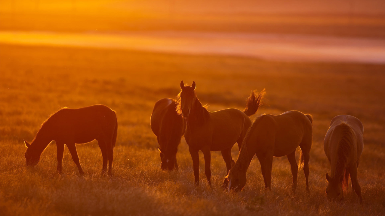 Легкие лошади