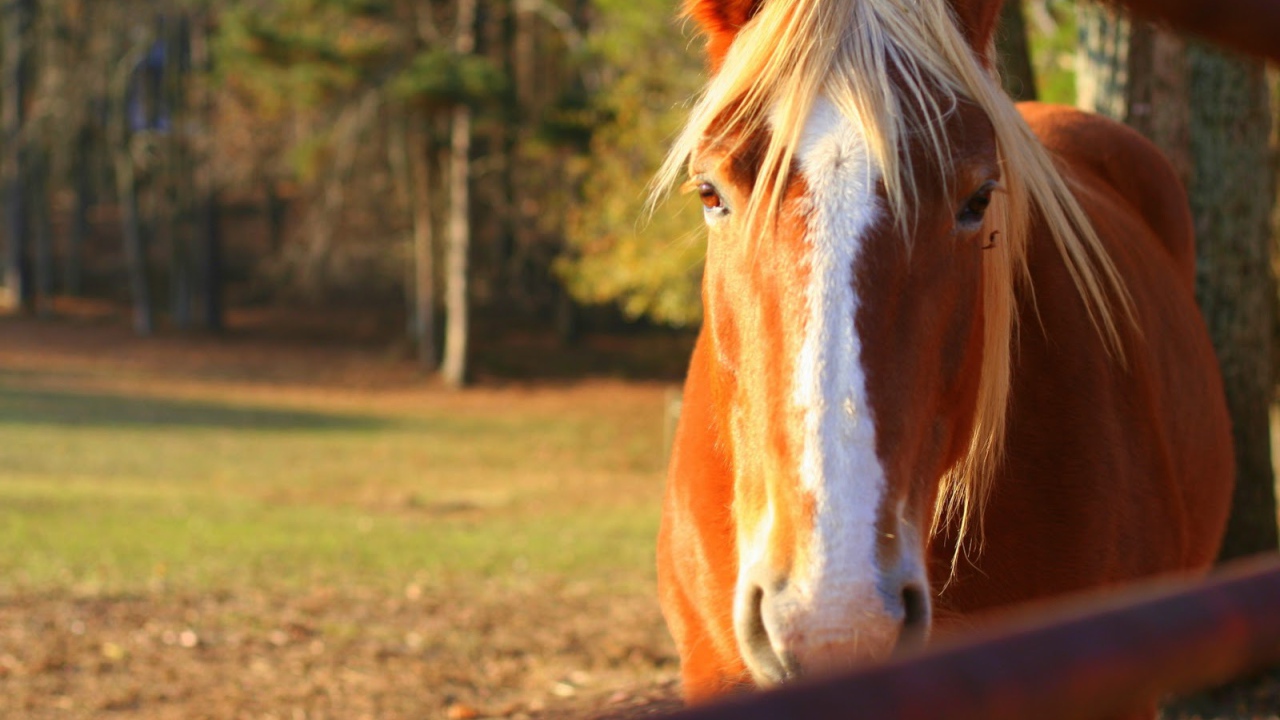 Чудо лошадь