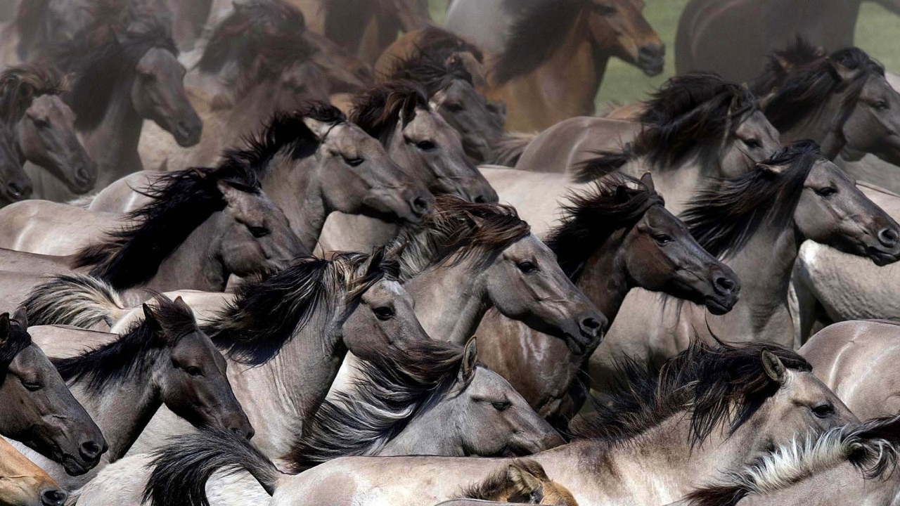 Планета лошадей