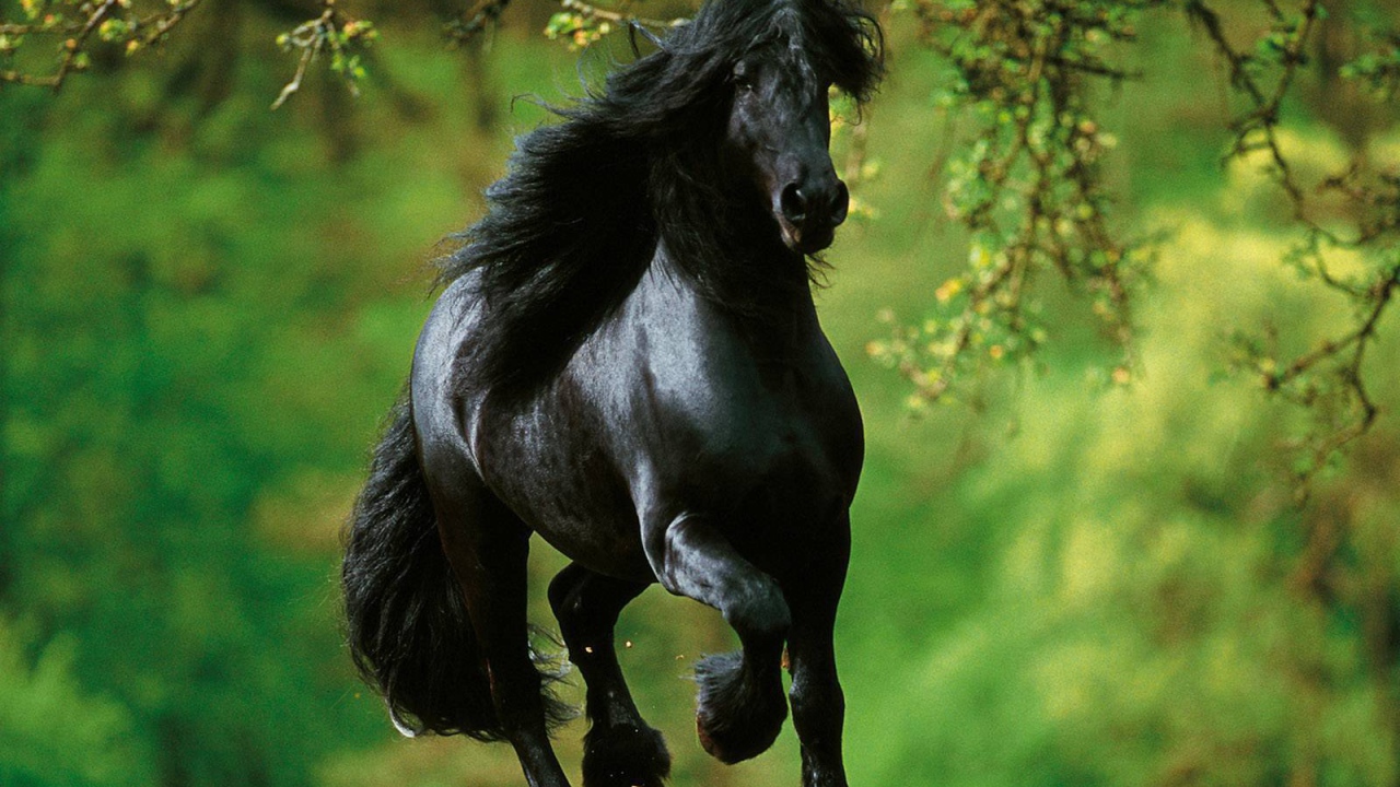 Испанские лошади