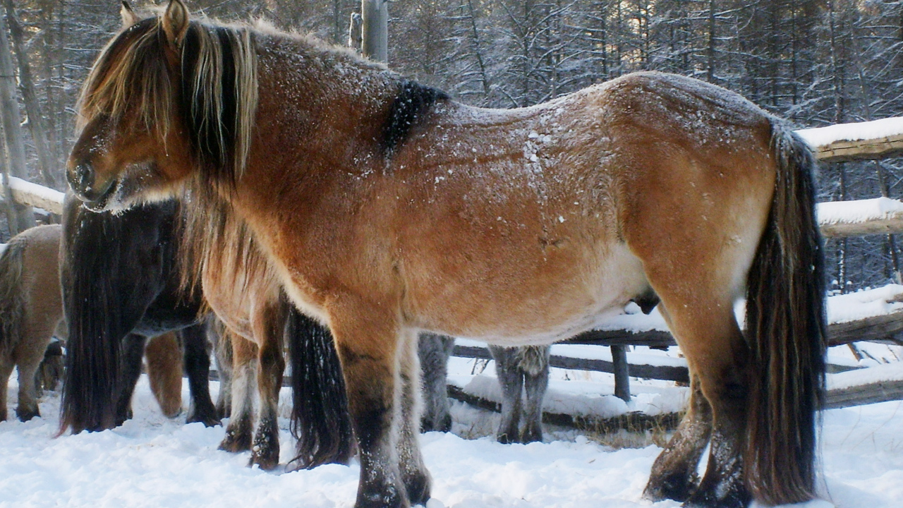 Сильные лошади