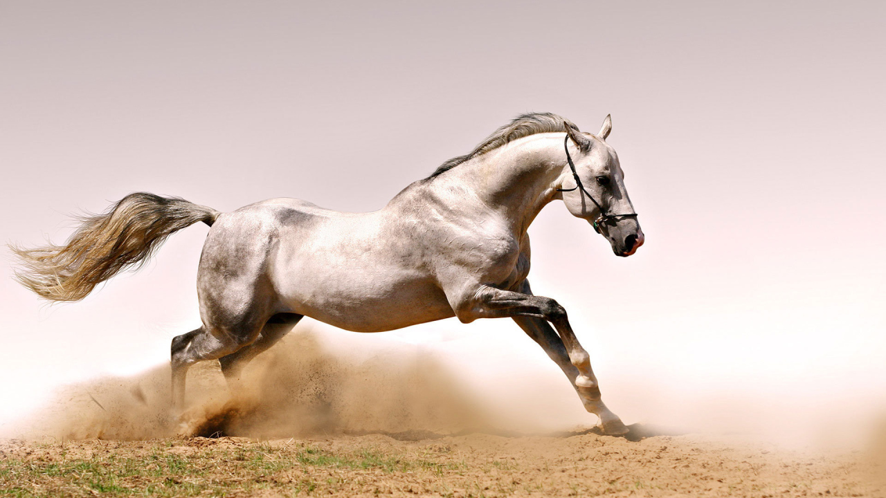 Быстрая лошадь