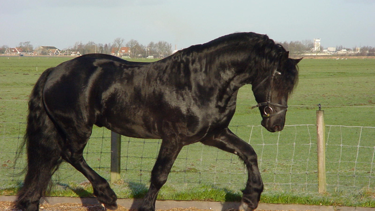 Самая дорогая лошадь