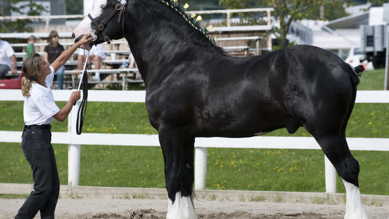 Самая большая в мире лошадь