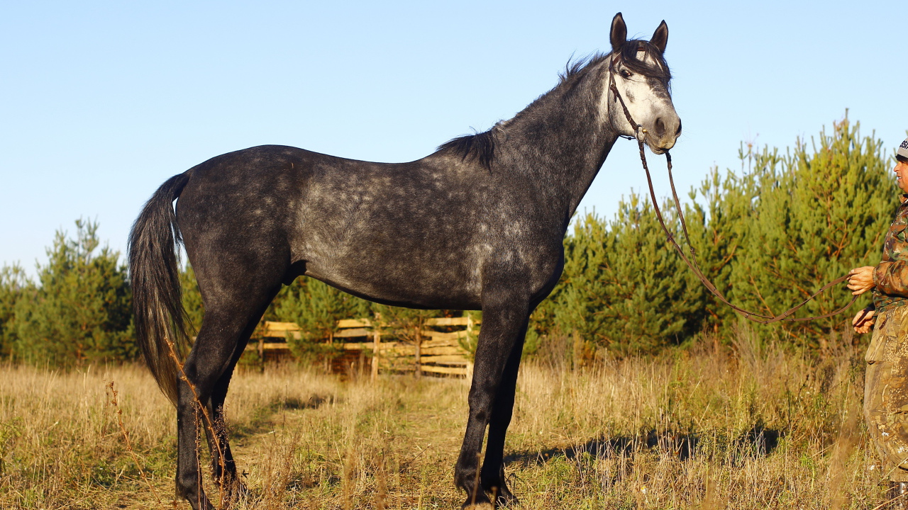 Рысистые лошади