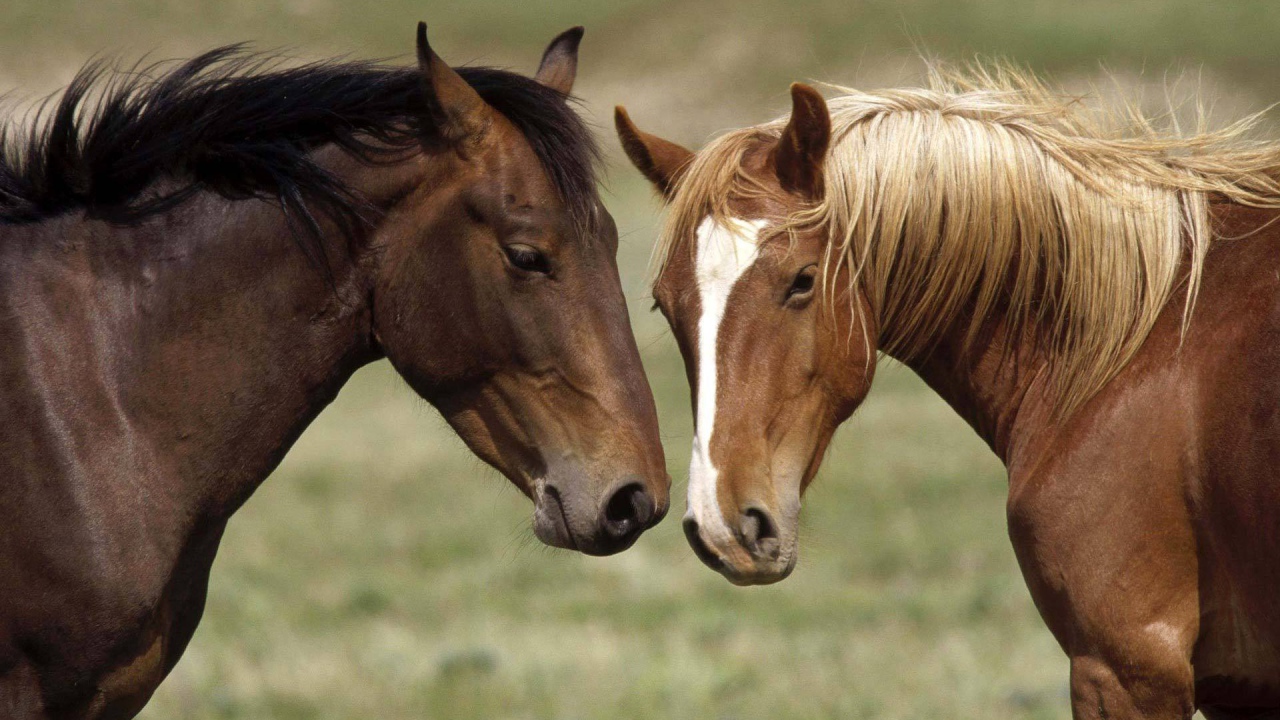 Две коричневые лошади