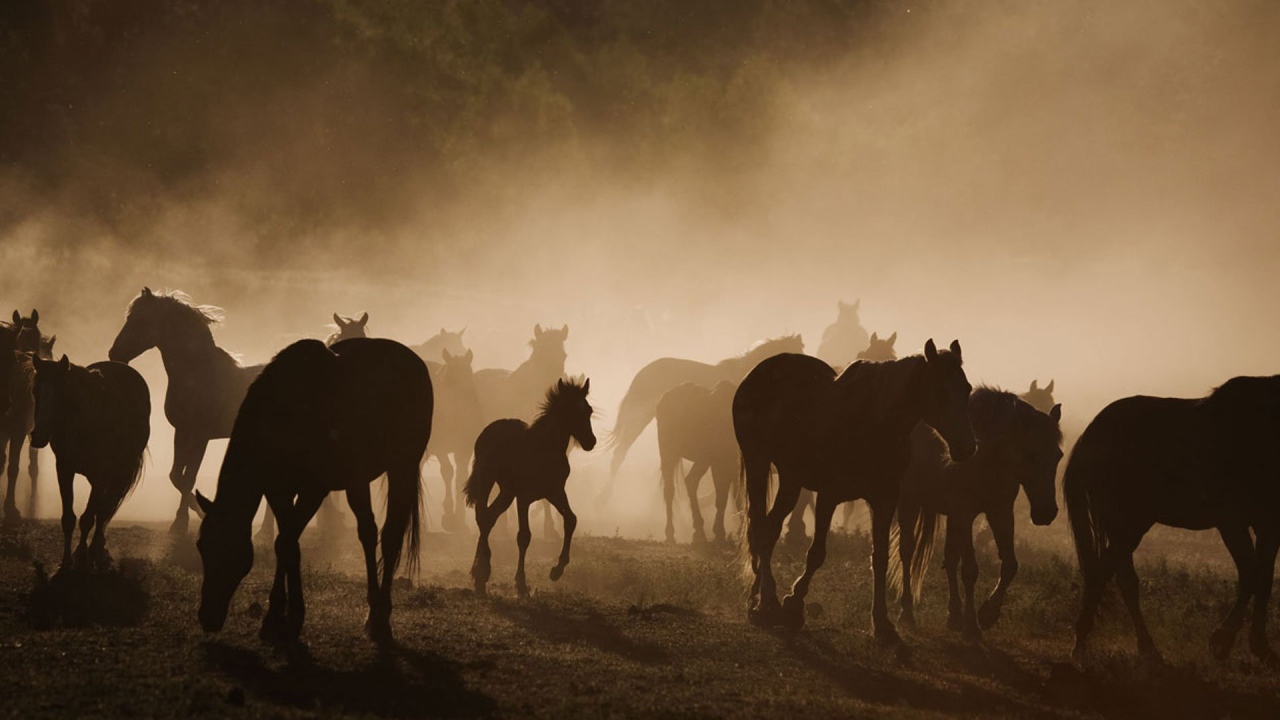 Долина лошадей