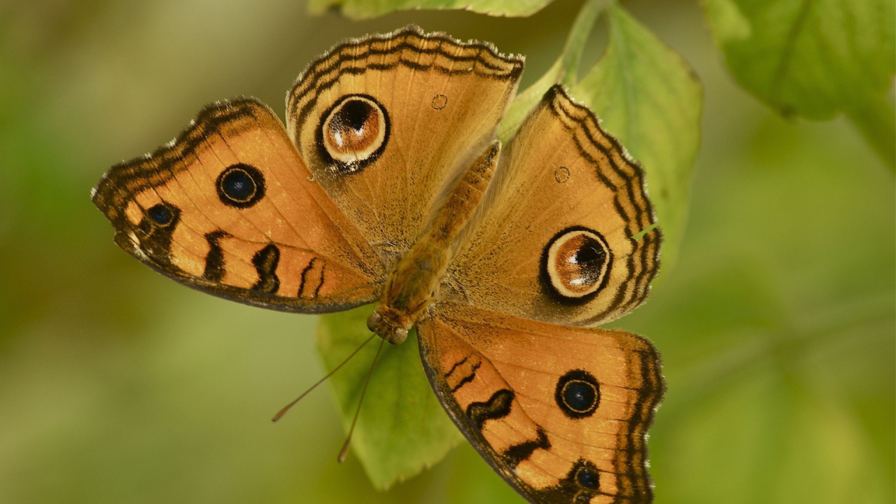 Бабочка на листе