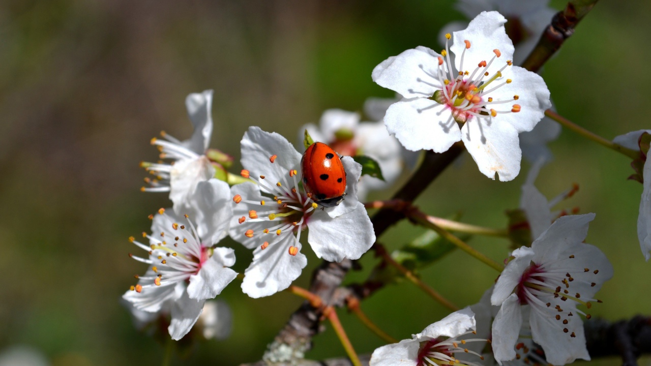 Божья коровка на яблоне