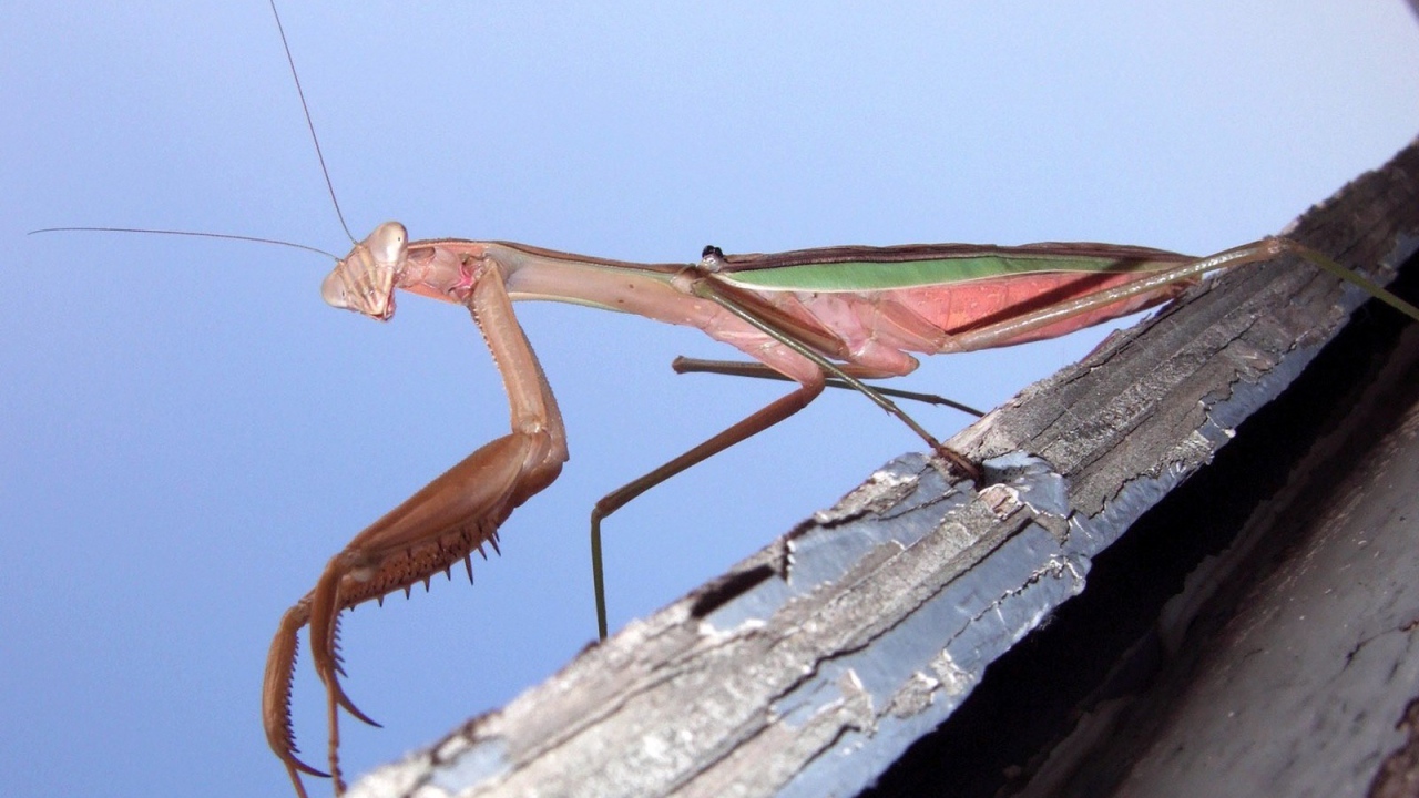 Насекомое богомол